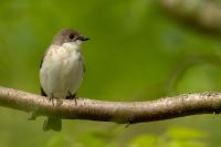 Ficedula hypoleuca