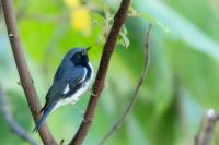 Setophaga caerulescens