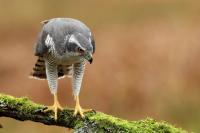 Accipiter gentilis