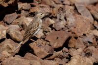 Anthus berthelotii