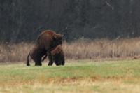 European bison