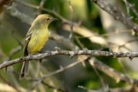 Dominican Republic-FAUNA