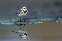 Motacilla alba