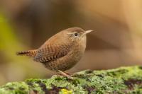 Troglodytes troglodytes