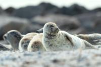 Harbor seal