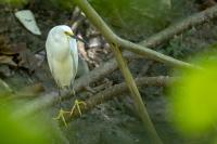 Egretta thula