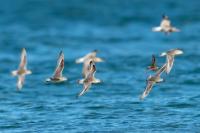 Calidris canutus