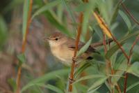 Acrocephalus palustris