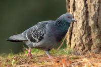 Columba livia domestica