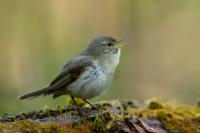 Phylloscopus collybita