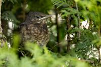 Turdus merula