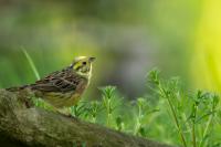 Emberiza citrinella