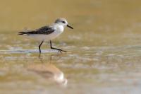 Calidris pusilla      