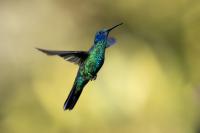 Colibri coruscans