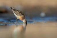 Calidris ferruginea