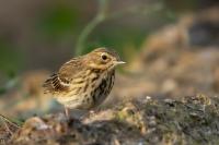 Anthus trivialis