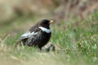 Turdus torquatus