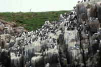 Scotland landscape and fauna