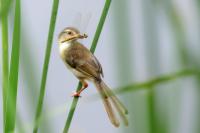 Prinia inornata