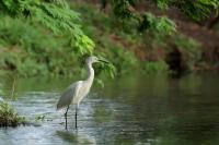 Egretta garzetta