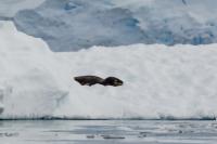 Leopard seal