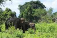 Sri Lankan elephant