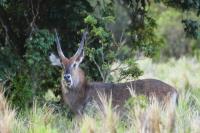 Waterbuck