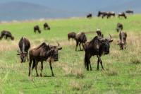 Blue wildebeest