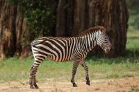 Grant&#039;s zebra