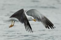 Larus fuscus