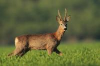 Roe deer