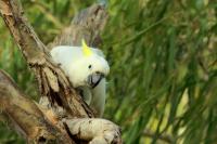 Cacatua galerita