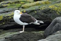 Larus marinus