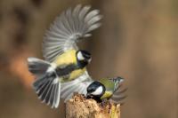 Parus major