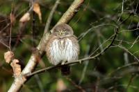 Glaucidium passerinum 