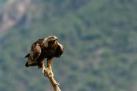 Aquila chrysaetos