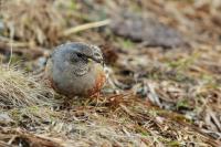 Prunella collaris