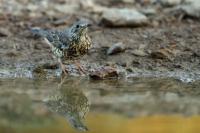 Turdus viscivorus