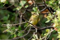 Emberiza cirlus