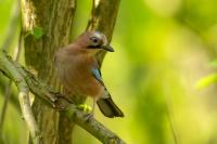 Garrulus glandarius