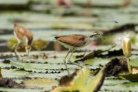 Jacana spinosa