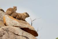 Bush hyrax