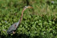 Ardea purpurea