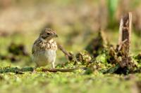 Emberiza calandra