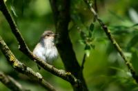 Muscicapa striata