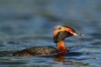 Podiceps auritus