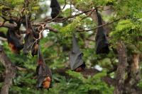 Indian flying fox