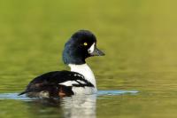 Iceland - fauna