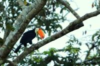 Ramphastos toco