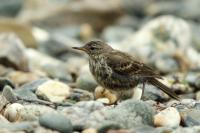 Anthus petrosus